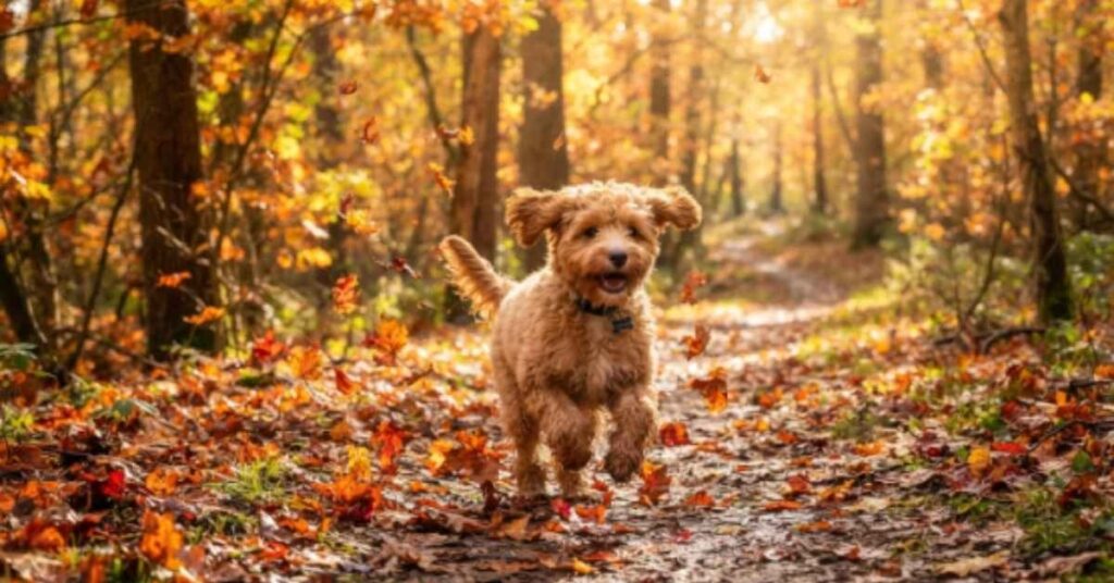 cavapoo-names