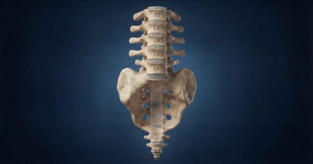intervertebral-disc