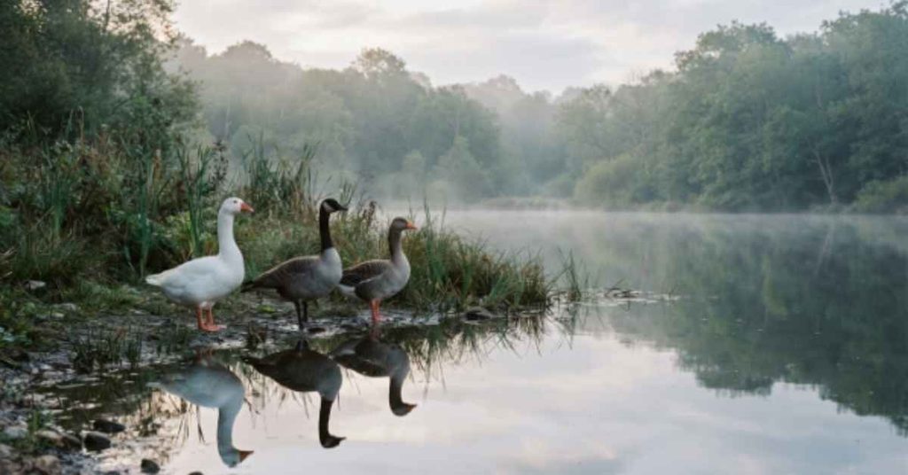 gray-goose
