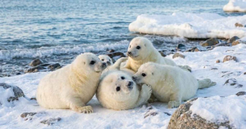 cute-seal