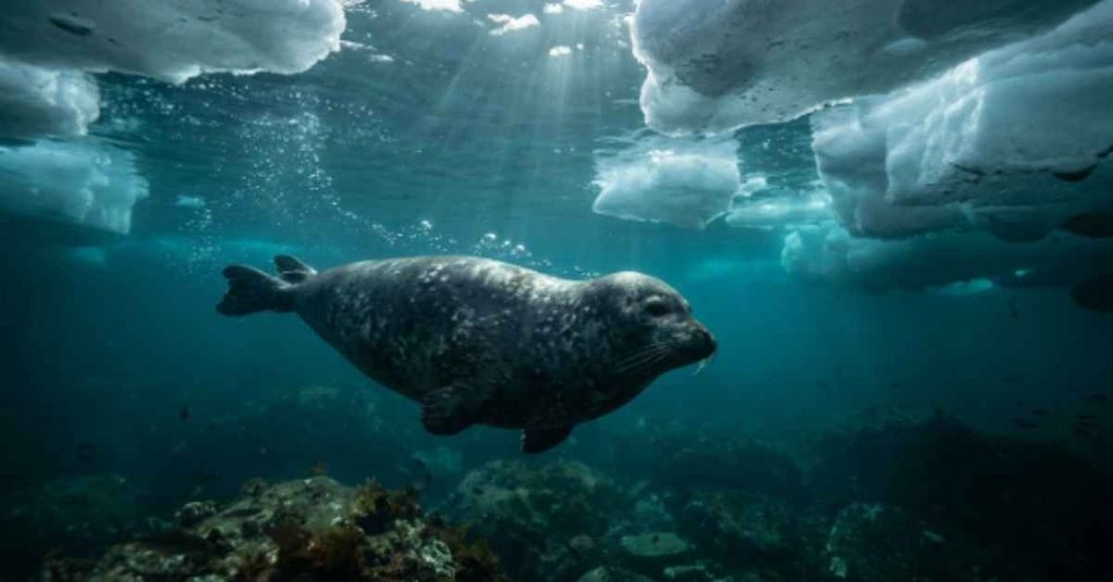 baby-seal