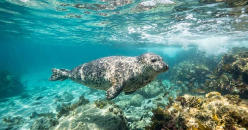 inspired-seal